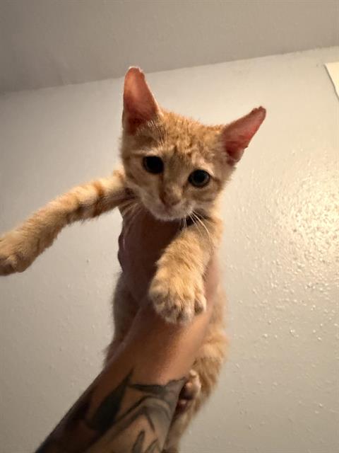 Shelter Stray Male Cat last seen SOUTHCROSS/GOLIAD, 4710 TX-151, San Antonio, TX 78227, USA