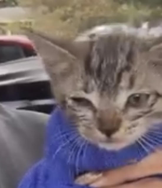 Shelter Stray Unknown Cat last seen SOUTHCROSS/GOLIAD, 4710 TX-151, San Antonio, TX 78227, USA