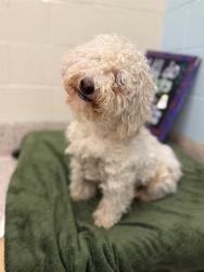 Shelter Stray Male Dog last seen 168TH AND COUNTY RD 11, 12155 Park Blvd, Brighton, CO 80601, USA