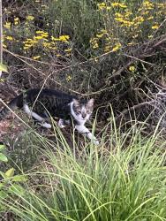 Found/Stray Unknown Cat last seen Side saddle beltline, Atlanta, GA 30312