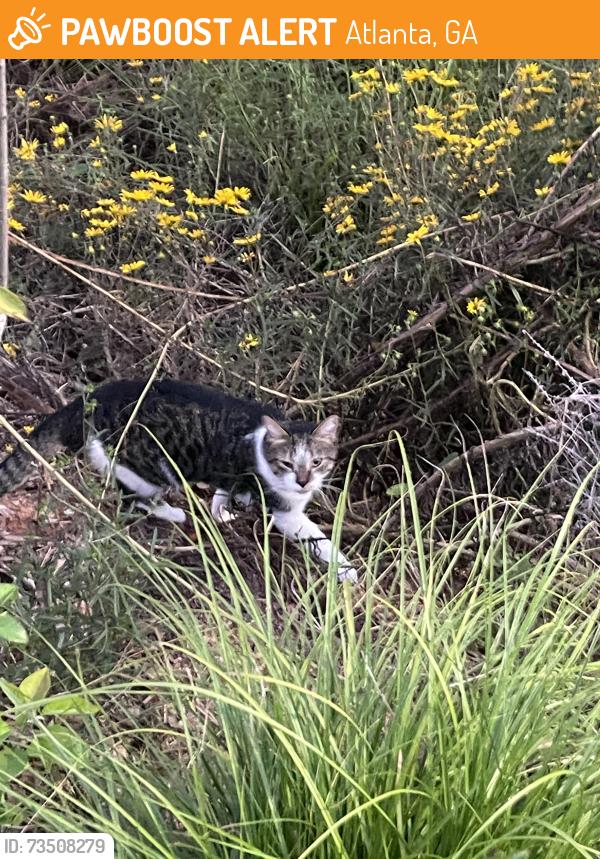Found/Stray Unknown Cat last seen Side saddle beltline, Atlanta, GA 30312