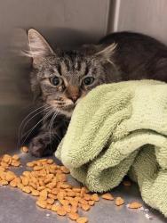 Shelter Stray Male Cat last seen EPPINGER BLVD, 12155 Park Blvd, Brighton, CO 80601, USA