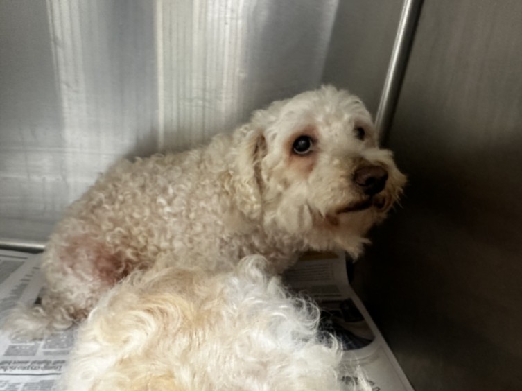 Shelter Stray Male Dog last seen , 3201 Lacy St, Los Angeles, CA 90031, USA