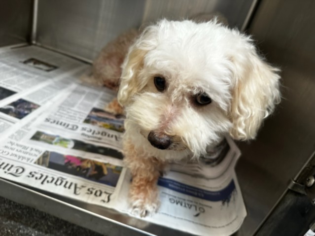 Shelter Stray Female Dog last seen , 3201 Lacy St, Los Angeles, CA 90031, USA