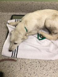 Shelter Stray Female Dog last seen E 56TH AVE, 12155 Park Blvd, Brighton, CO 80601, USA