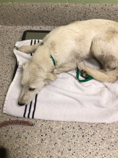 Shelter Stray Female Dog last seen E 56TH AVE, 12155 Park Blvd, Brighton, CO 80601, USA