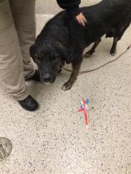 Shelter Stray Female Dog last seen E 56TH AVE, 12155 Park Blvd, Brighton, CO 80601, USA