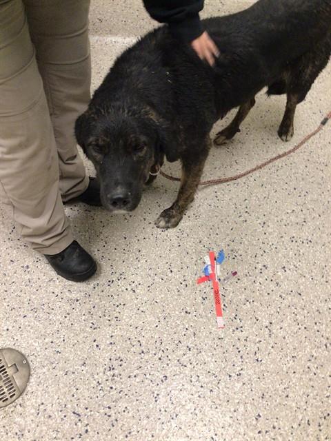 Shelter Stray Female Dog last seen E 56TH AVE, 12155 Park Blvd, Brighton, CO 80601, USA