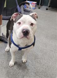 Shelter Stray Male Dog last seen , 3201 Lacy St, Los Angeles, CA 90031, USA