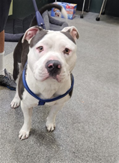 Shelter Stray Male Dog last seen , 3201 Lacy St, Los Angeles, CA 90031, USA