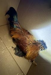 Shelter Stray Male Bird last seen , West Valley Animal Shelter, 20655 Plummer St, Chatsworth, CA 91311, USA