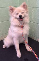 Shelter Stray Male Dog last seen MUNSON WAY & MEADOWGATE DR, 2127 Front St, Sacramento, CA 95818, USA
