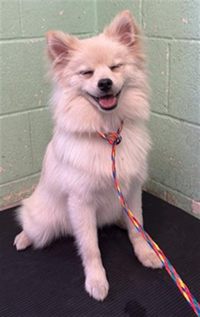 Shelter Stray Male Dog last seen MUNSON WAY & MEADOWGATE DR, 2127 Front St, Sacramento, CA 95818, USA