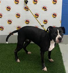 Shelter Stray Female Dog last seen Near BLOCK CENTRAL PARK AVENUE, 19640 Dogpatch Ln, Land O' Lakes, FL 34638, USA