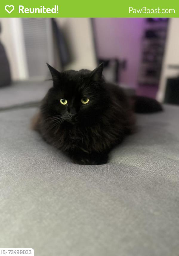 Reunited Male Cat last seen Near vanderslice ct 14, Walnut Creek, CA 94596