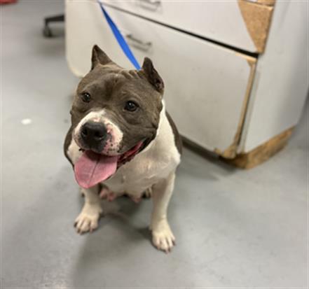 Shelter Stray Female Dog last seen LAKE PARK, SAN JACINTO, 581 S Grand Ave, San Jacinto, CA 92582, USA