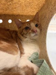 Shelter Stray Male Cat last seen Near BLOCK W DEVONSHIRE AVE, HEMET, CA, 581 S Grand Ave, San Jacinto, CA 92582, USA