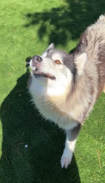 Shelter Stray Female Dog last seen Near BLOCK E 9TH, 333 Chandler Pl, San Bernardino, CA 92408, USA
