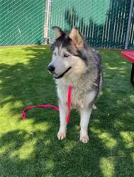Shelter Stray Female Dog last seen Near BLOCK E 9TH, 333 Chandler Pl, San Bernardino, CA 92408, USA