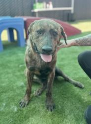 Shelter Stray Male Dog last seen Near BLOCK IRIS (RED TAGGED PROPERTY), 333 Chandler Pl, San Bernardino, CA 92408, USA