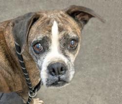 Shelter Stray Female Dog last seen , 4000 N Silverbell Rd, Tucson, AZ 85745, USA