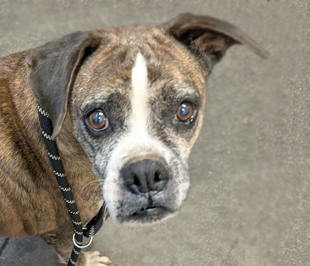 Shelter Stray Female Dog last seen , 4000 N Silverbell Rd, Tucson, AZ 85745, USA