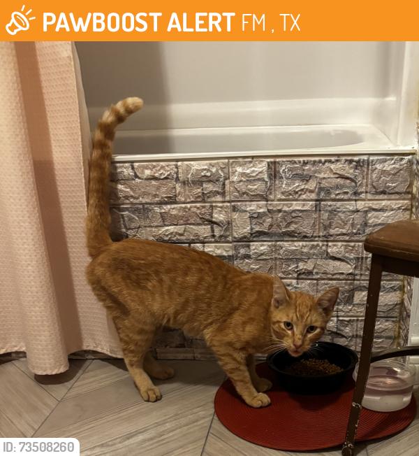 Found/Stray Male Cat last seen FM 1998, Waskom TX, Waskom, TX 75692