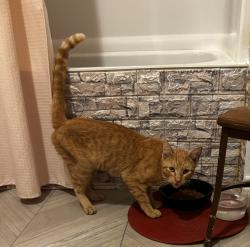 Found/Stray Male Cat last seen FM 1998, Waskom TX, Waskom, TX 75692