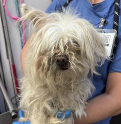Shelter Stray Male Dog last seen , 4000 N Silverbell Rd, Tucson, AZ 85745, USA