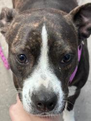 Shelter Stray Female Dog last seen , 4000 N Silverbell Rd, Tucson, AZ 85745, USA