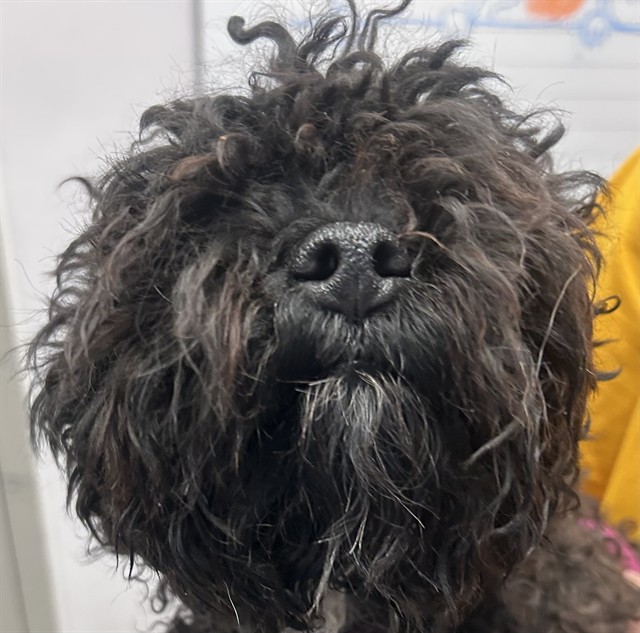 Shelter Stray Male Dog last seen , 4000 N Silverbell Rd, Tucson, AZ 85745, USA