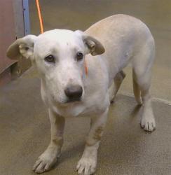 Shelter Stray Female Dog last seen 22ND ST AT E ST, 95673, 3839 Bradshaw Rd, Sacramento, CA 95827, USA
