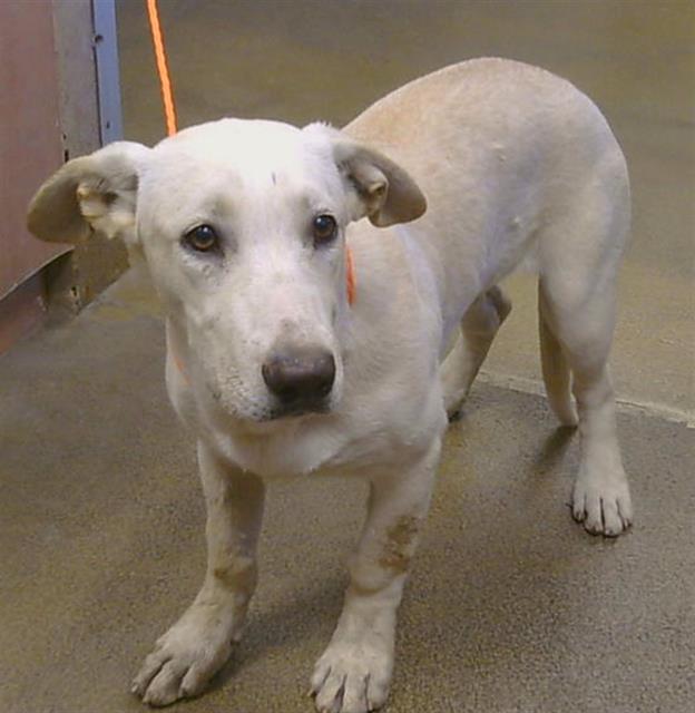 Shelter Stray Female Dog last seen 22ND ST AT E ST, 95673, 3839 Bradshaw Rd, Sacramento, CA 95827, USA