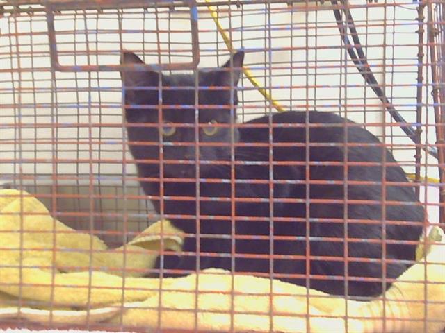 Shelter Stray Female Cat last seen ELK GROVE FLORIN RD AT CALVINE RD, 95829, 3839 Bradshaw Rd, Sacramento, CA 95827, USA