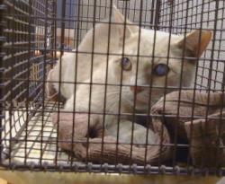 Shelter Stray Unknown Cat last seen 65TH PKWY/SKY PKWY, 95823, 3839 Bradshaw Rd, Sacramento, CA 95827, USA