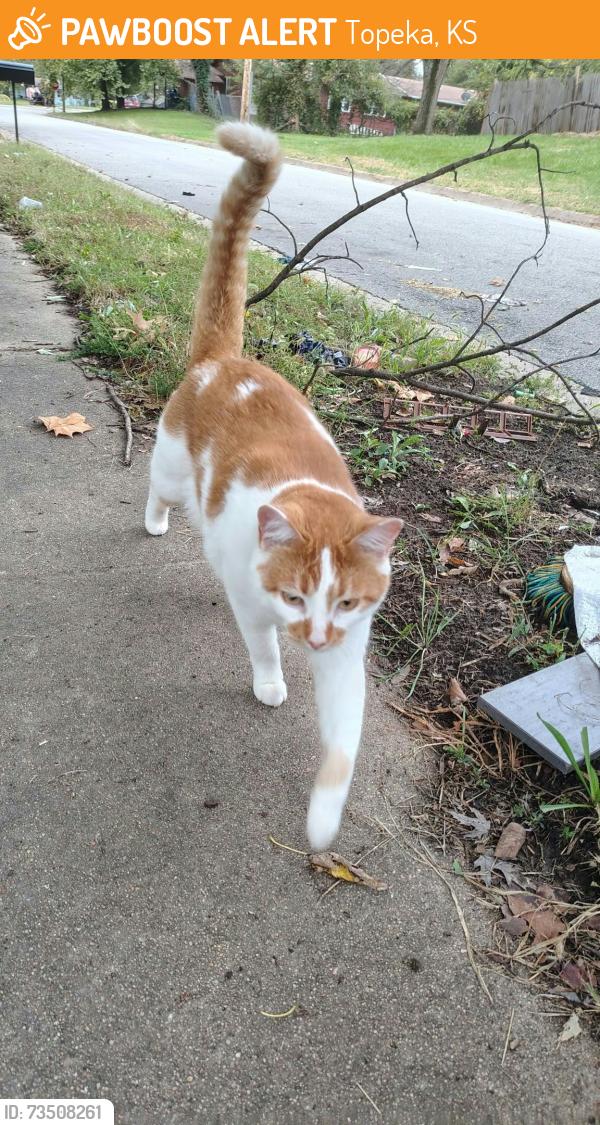 Found/Stray Male Cat last seen Meadowdale, Topeka, KS 66619