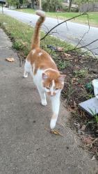 Found/Stray Male Cat last seen Meadowdale, Topeka, KS 66619