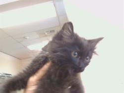 Shelter Stray Female Cat last seen PROFESSIONAL DR AT ARDEN WAY, 95825, 3839 Bradshaw Rd, Sacramento, CA 95827, USA