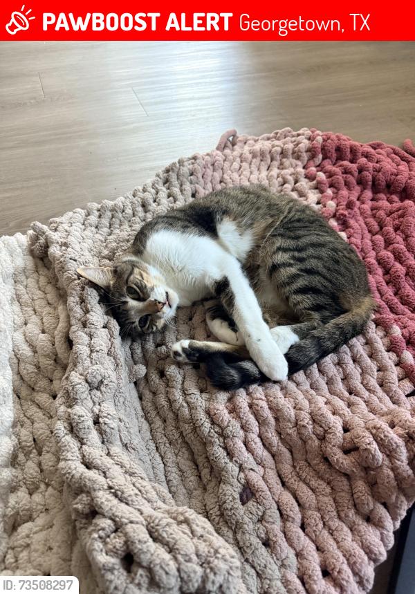 Lost Male Cat last seen Near N Austin Ave, Georgetown, TX 78626