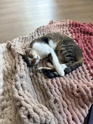 Lost Male Cat last seen Near N Austin Ave, Georgetown, TX 78626