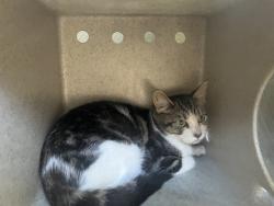 Shelter Stray Female Cat last seen , 11258 Garfield Ave, Downey, CA 90242, USA