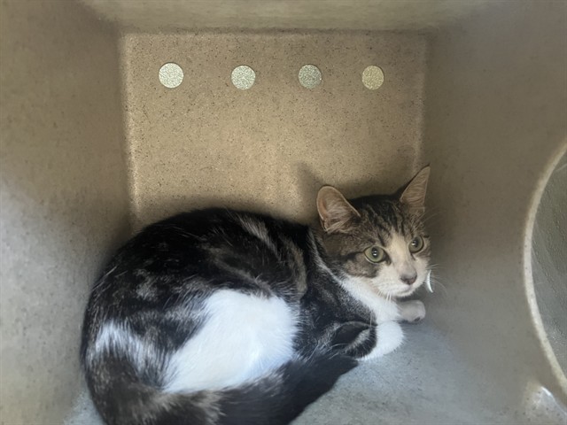 Shelter Stray Female Cat last seen , 11258 Garfield Ave, Downey, CA 90242, USA