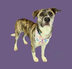 Shelter Stray Female Dog last seen Near BLOCK WOODROW AVE, BAKERSFIELD CA 93308, 3951 Fruitvale Ave, Bakersfield, CA 93308, USA