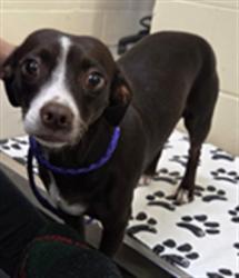 Shelter Stray Female Dog last seen , 232 Eslinger Way, Sanford, FL 32773, USA