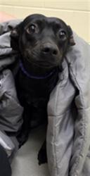Shelter Stray Male Dog last seen , 232 Eslinger Way, Sanford, FL 32773, USA
