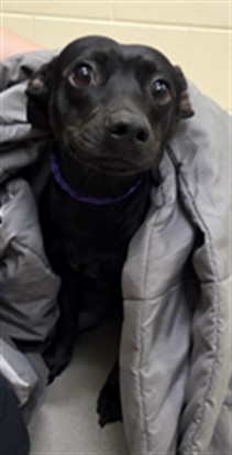 Shelter Stray Male Dog last seen , 232 Eslinger Way, Sanford, FL 32773, USA