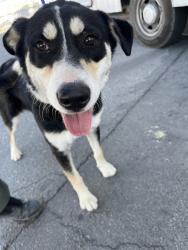 Shelter Stray Male Dog last seen Near BLOCK ORANGE ST, SHAFTER CA 93263, 3951 Fruitvale Ave, Bakersfield, CA 93308, USA
