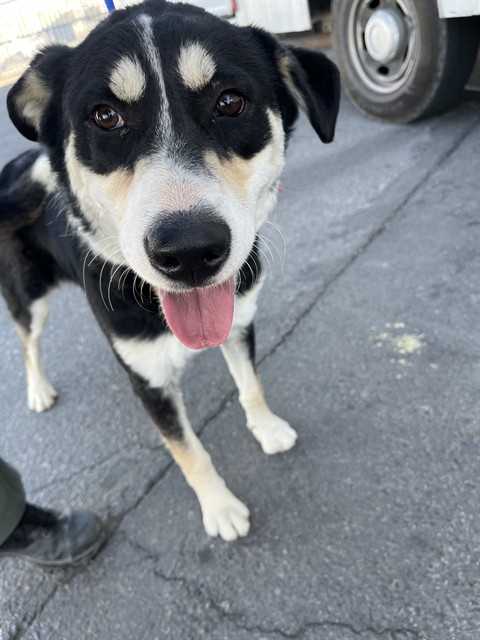 Shelter Stray Male Dog last seen Near BLOCK ORANGE ST, SHAFTER CA 93263, 3951 Fruitvale Ave, Bakersfield, CA 93308, USA