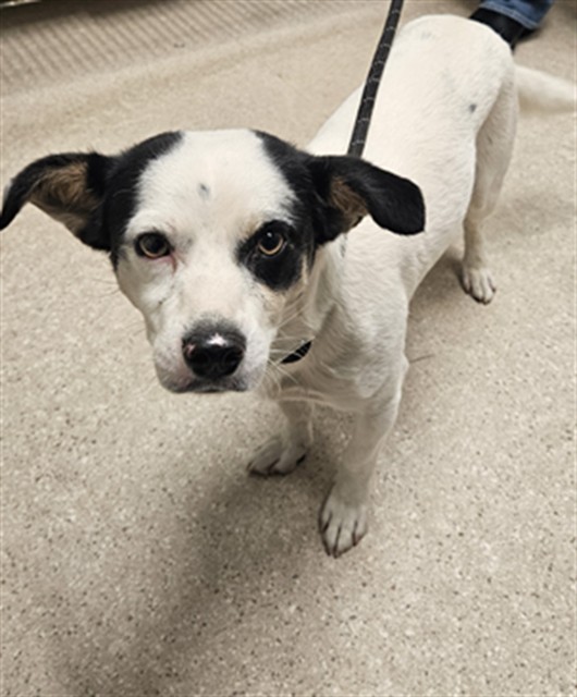 Shelter Stray Male Dog last seen Near BLOCK 24TH ST, BAKERSFIELD CA 93301, 3951 Fruitvale Ave, Bakersfield, CA 93308, USA