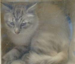 Shelter Stray Male Cat last seen , 216 W Victoria St, Gardena, CA 90248, USA
